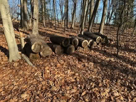 Photo of free firewood (Diane Drive Barkhamsted) #2