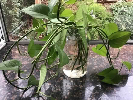 Photo of free Rooted Pothos cuttings (Pleasanton Heights) #2