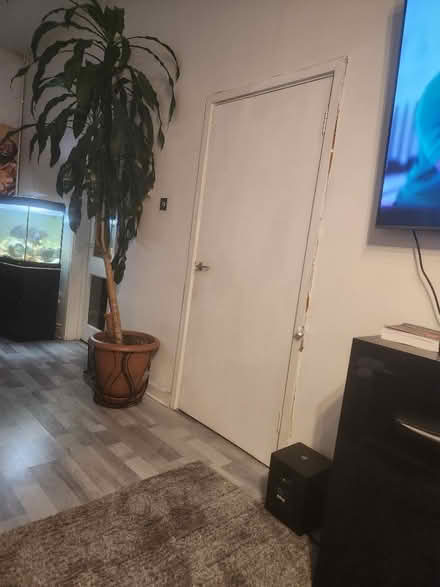 Photo of free Plant (E8) #1