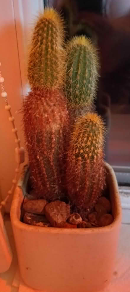Photo of free Two cactuses (Gilesgate DH1) #1