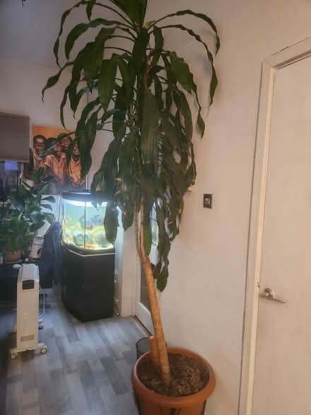 Photo of free Plant (E8) #2
