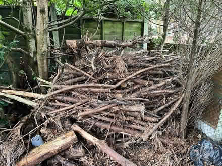 Photo of free Conifer logs (Halesowen B62) #1