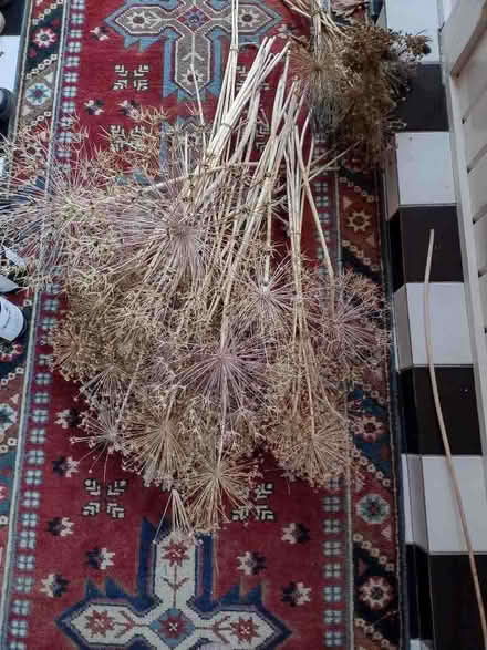 Photo of free Dried allium heads for Christmas decorations (Finchampstead RG40) #1