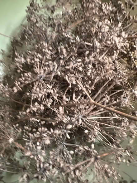 Photo of free Bronze Fennel Seeds (S Downers Grove) #1