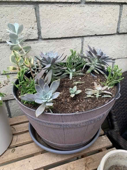 Photo of free 3 Gardening Pots with Soil (Huntington Harbor) #1