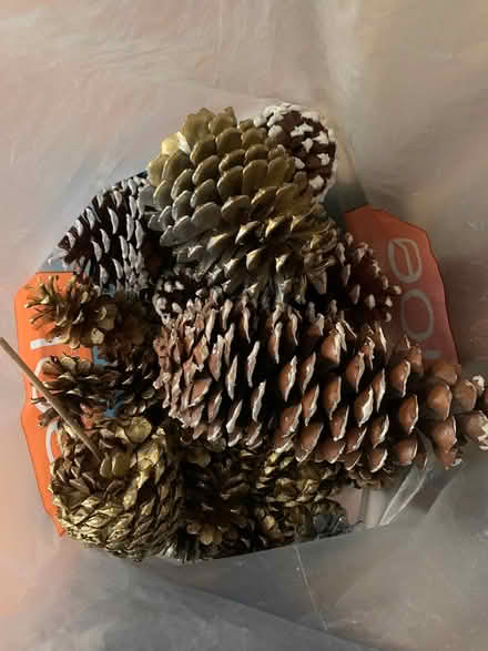 Photo of free Large Bag of Assorted Pine Cones (Erin Mills/Britannia) #1