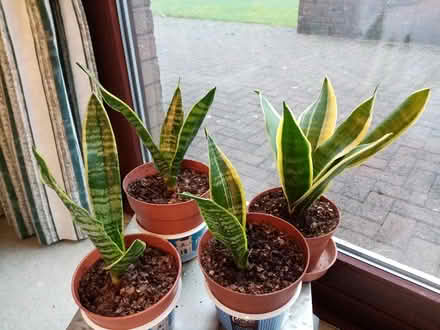 Photo of free Houseplants Mother in Law's tongue (Whitehaven CA26) #1
