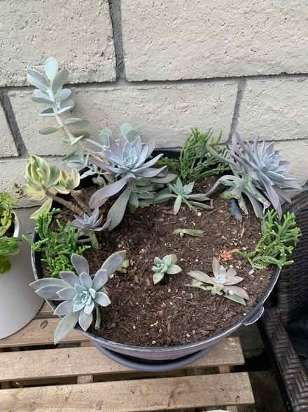 Photo of free 3 Gardening Pots with Soil (Huntington Harbor) #3