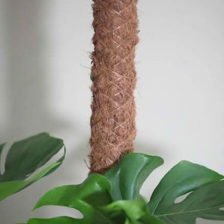 Photo of Plant Moss Pole (Huyton L36) #1