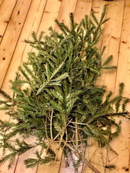 Photo of free Christmas tree trimmings for wreath making (Marchmont EH9) #1