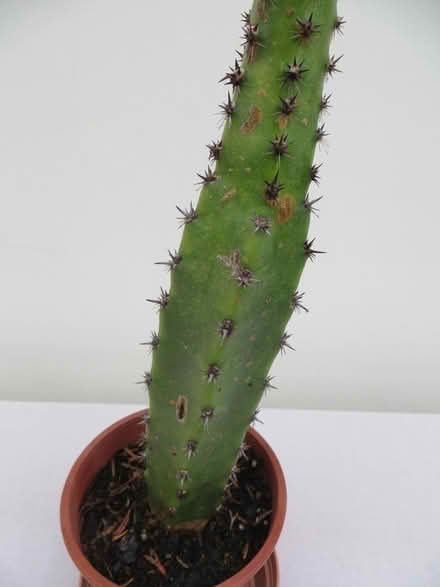 Photo of free tall cactus unknown variety needs new home (Frimley Green GU16) #2
