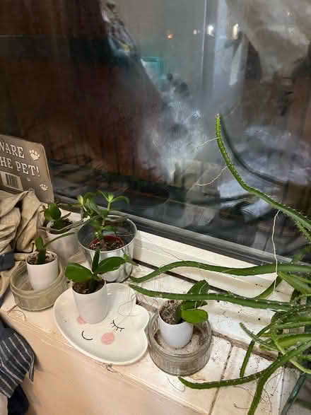 Photo of free Few plants (Camberwell SE5) #4