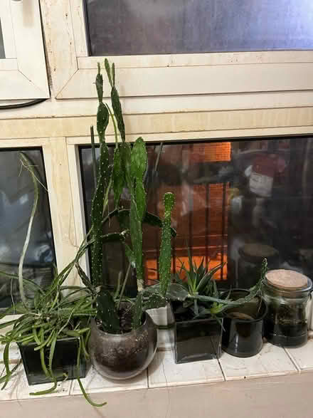 Photo of free Few plants (Camberwell SE5) #3