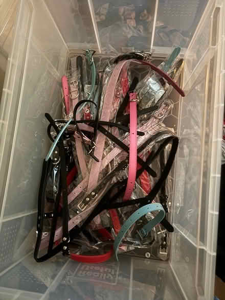Photo of free Job lot new dog collars (Stourbridge) #1