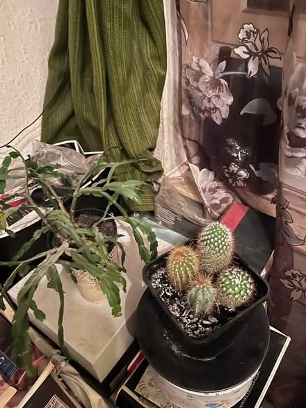 Photo of free Few plants (Camberwell SE5) #2