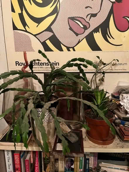 Photo of free Few plants (Camberwell SE5) #1