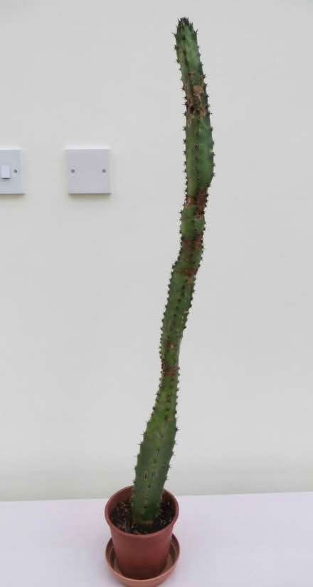 Photo of free tall cactus unknown variety needs new home (Frimley Green GU16) #1