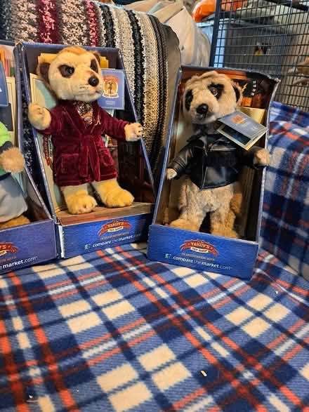 Photo of free 6 meerkats (melksham east SN12) #3