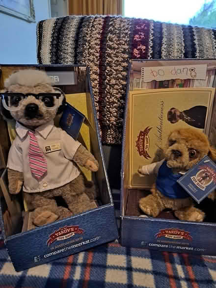 Photo of free 6 meerkats (melksham east SN12) #1