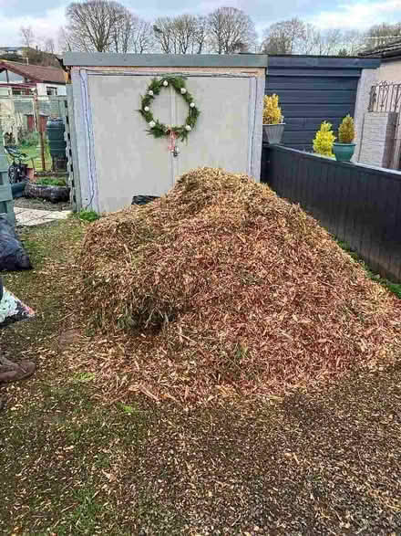Photo of free Wood chips (Carnoustie DD7) #2