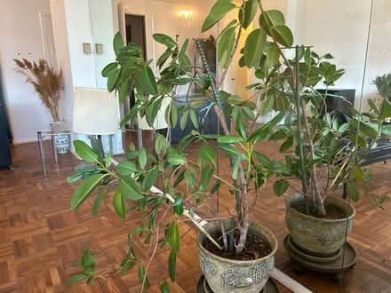 Photo of free Live rubber tree plant (Bronx, New York) #1