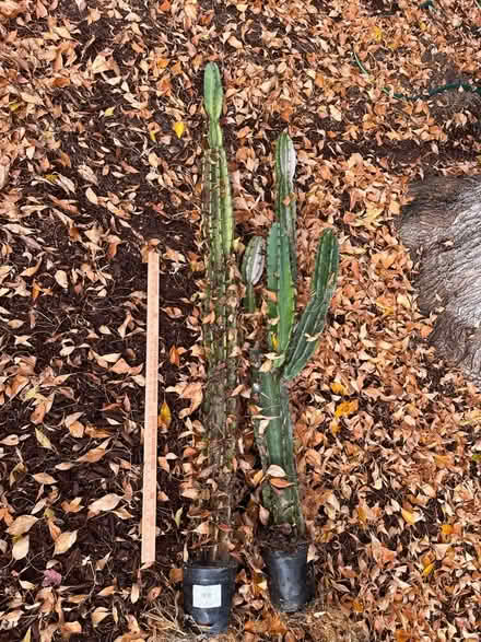 Photo of free Cactus (West San Jose) #1