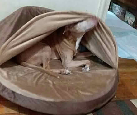 Photo of free Large dog bed (tremont) #4