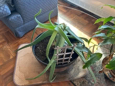 Photo of free Aloe Vera plant (Bronx, New York) #2