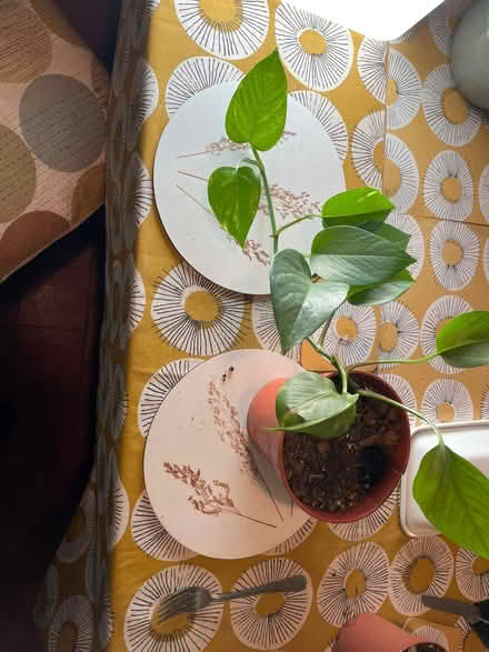 Photo of free 2 plants Golden Pothos (Devil's ivy (Wing LU7) #1
