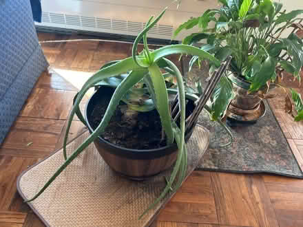 Photo of free Aloe Vera plant (Bronx, New York) #1