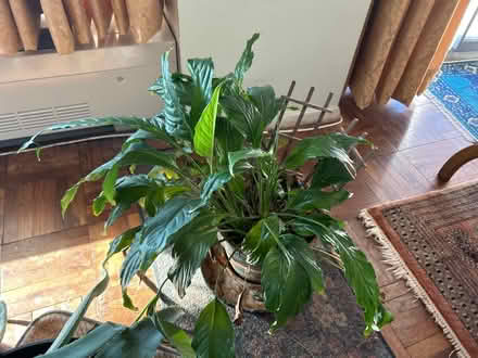 Photo of free Live plant (Bronx, New York) #2