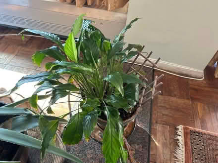 Photo of free Live plant (Bronx, New York) #1
