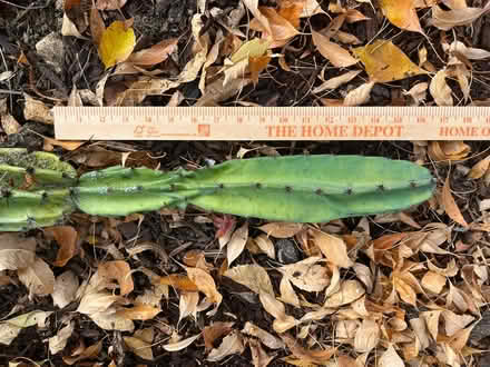 Photo of free Cactus (West San Jose) #4