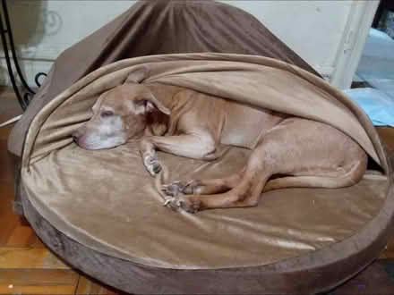 Photo of free Large dog bed (tremont) #1