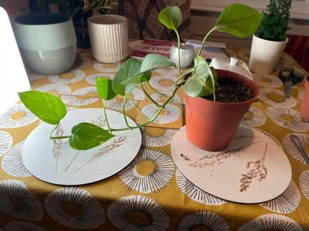 Photo of free 2 plants Golden Pothos (Devil's ivy (Wing LU7) #4