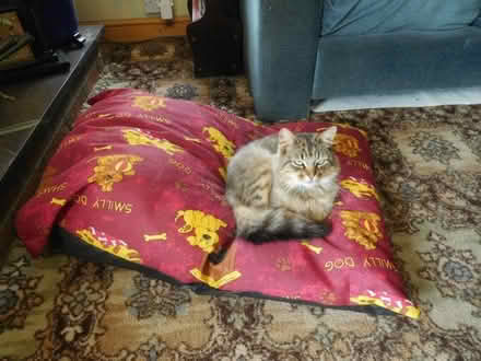 Photo of free Dog Bed (Bethesda LL57) #1