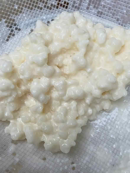 Photo of free Kefir grains (Speldhurst TN3) #1