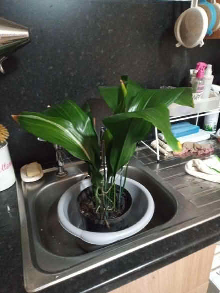 Photo of free House plant (AB15) #1
