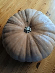 Photo of free Large Pumpkin #1