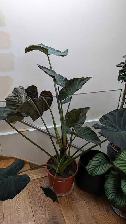 Photo of free 130cm Alocasia Regal Shield (Hatton Wall, EC1N) #1