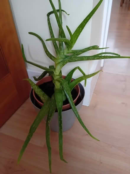 Photo of free Aloe vera plant (Royal Wootton Bassett SN4) #1