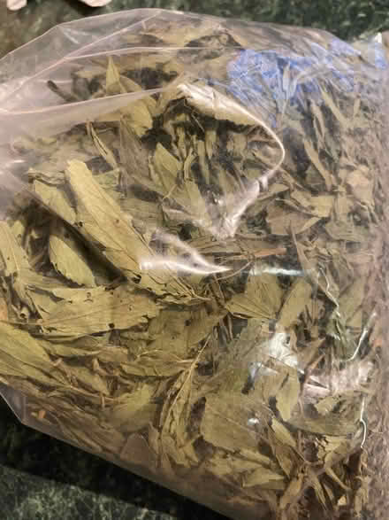 Photo of free Stevia leaves (Seaford) #1