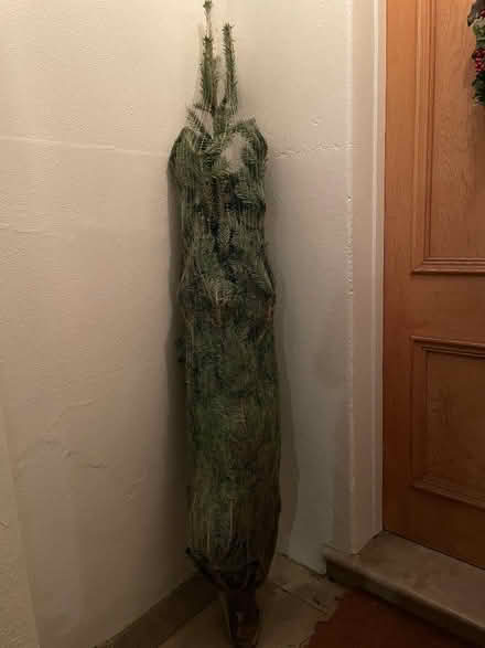 Photo of free Christmas tree 190cm in netting (Ravenscourt Park W6) #1