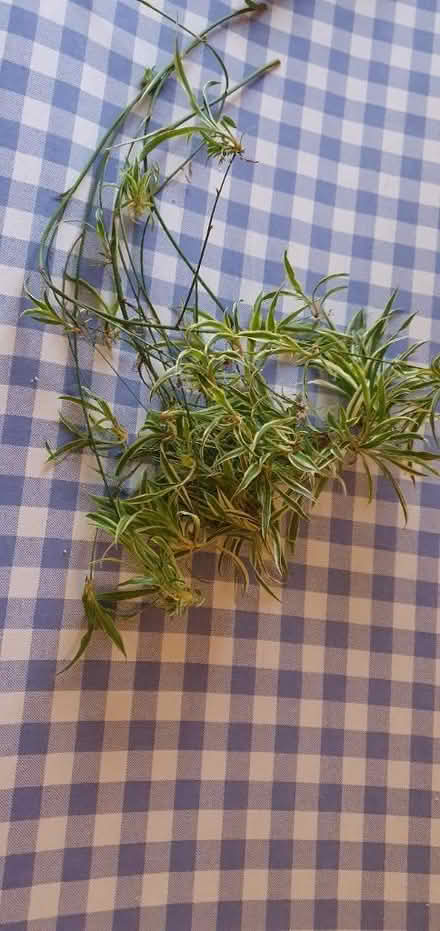Photo of free Spider plant babies (NN8) #1