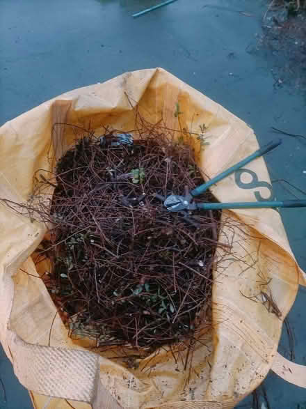 Photo of free wood & twigs for fire (Boscombe BH1) #1