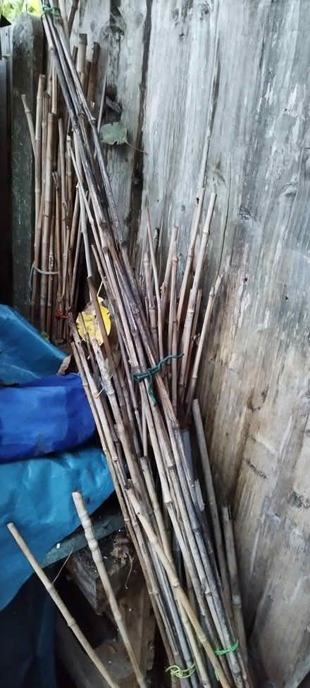 Photo of free Bamboo canes (Morden SM4) #1