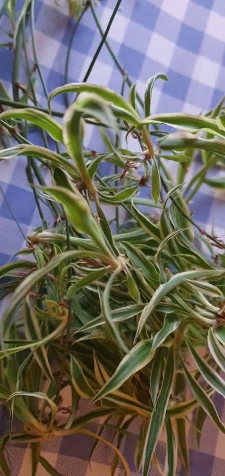 Photo of free Spider plant babies (NN8) #2