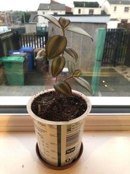 Photo of free Tradescantia plant (Inverkeithing KY11) #1