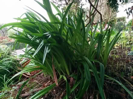 Photo of free Snowdrops (Falmouth Boscawen) #1