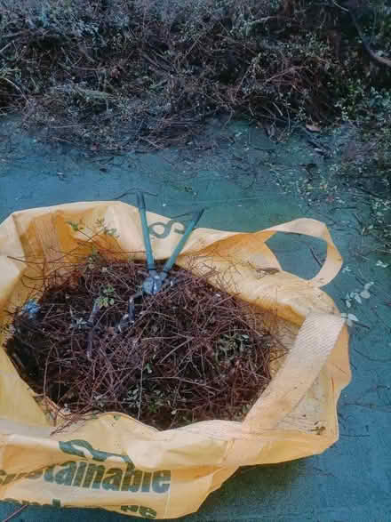 Photo of free wood and twigs (Boscombe BH1) #2
